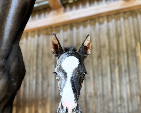 broodmare Cover Girl Mk (Westphalian, 2023, from Cadlanvalley Sir Ivanhoe)