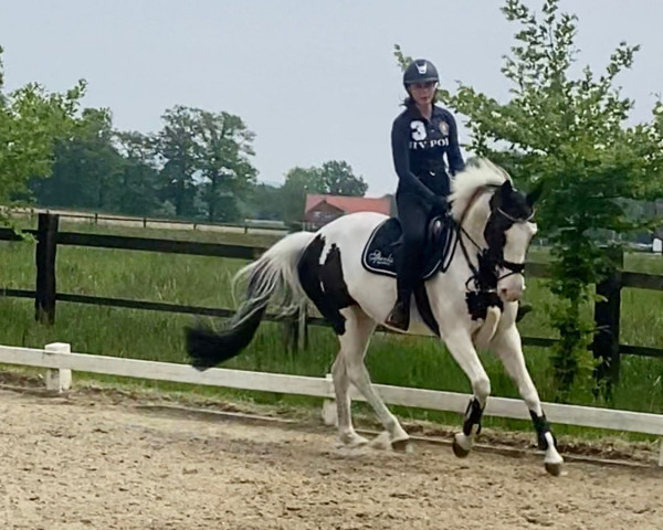 dressage horse Be Unique 2 (Westphalian, 2017, from Callaho's Benicio) dressage horse Be Unique 2 (Westphalian, 2017, from Callaho's Benicio)