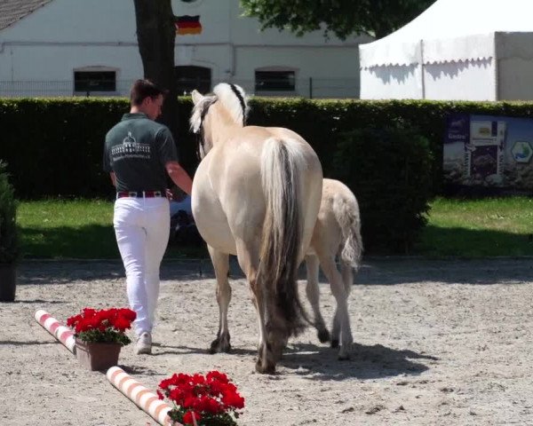 Hannoveraner Fohlenschau Euregio Aachen 2023