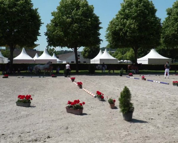 Hannoveraner Fohlenschau Euregio Aachen 2023
