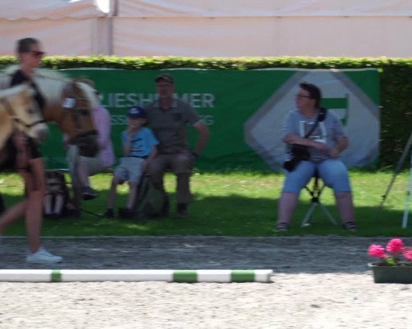 Hannoveraner Fohlenschau Euregio Aachen 2023