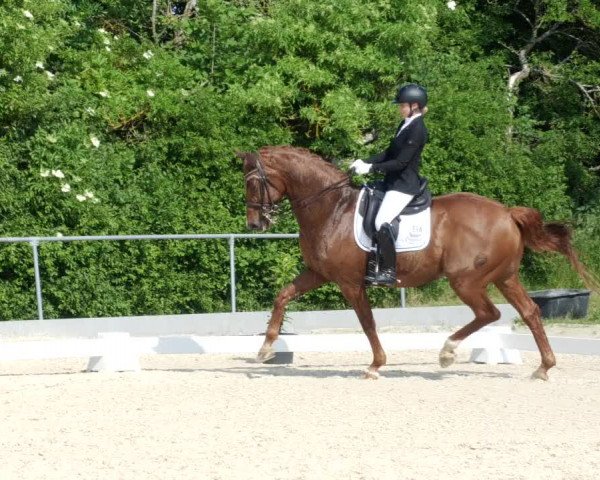 Reitturnier Blaubeuren 2023