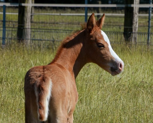 broodmare Pippa Lee K.A. (German Riding Pony, 2023, from Pinocchio S.w.)