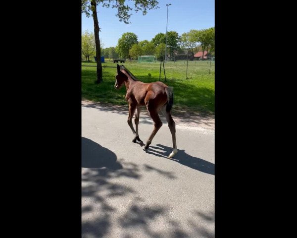 Video von Stute von Diamond Deluxe / Lissaro