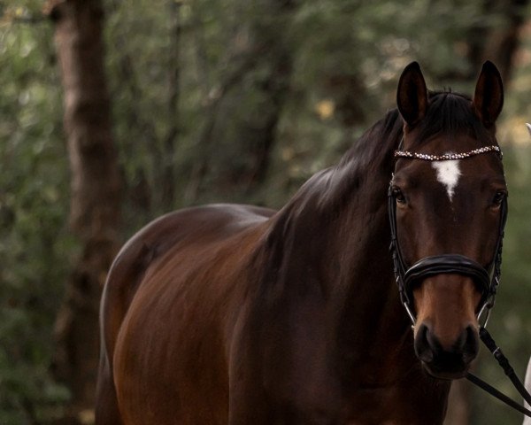 horse Finn (Westphalian, 2011, from Feiner Bedo)