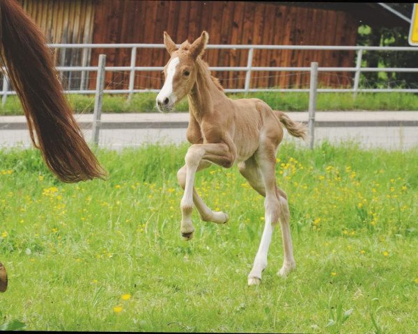 horse Victoria's Secret N (German Sport Horse, 2023, from DSP VA Bene)