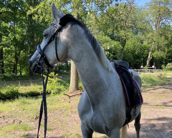 horse Bickenalb's Lemony's Liberty (Zweibrücken, 2013, from Lemony's Nicket)