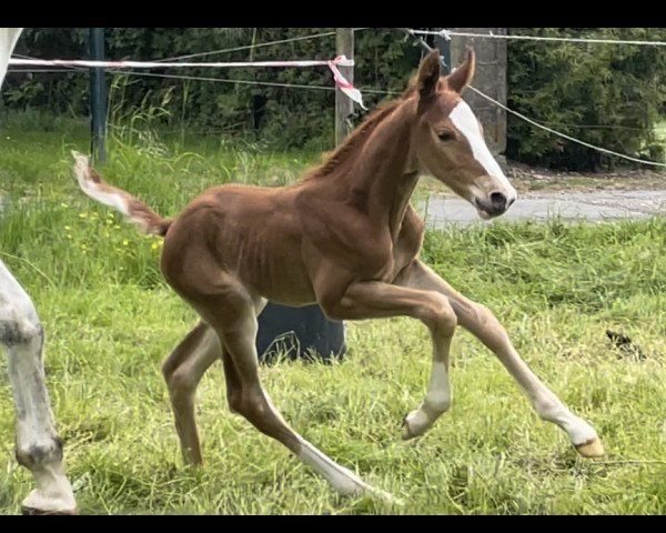 horse Ichiraku (Westphalian, 2023, from Ideal de La Loge)