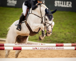 jumper Calvaton Z (Zangersheide riding horse, 2009, from Calvados)