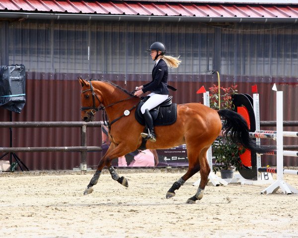 jumper Chantoblue CH (Westphalian, 2013, from Chacco-Blue)