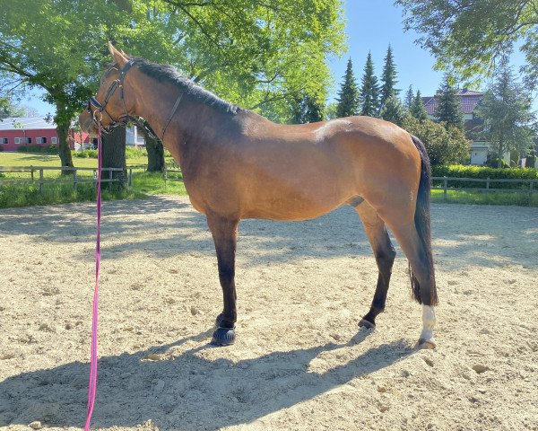 dressage horse Zimtini (KWPN (Royal Dutch Sporthorse), 2019, from Zoom)