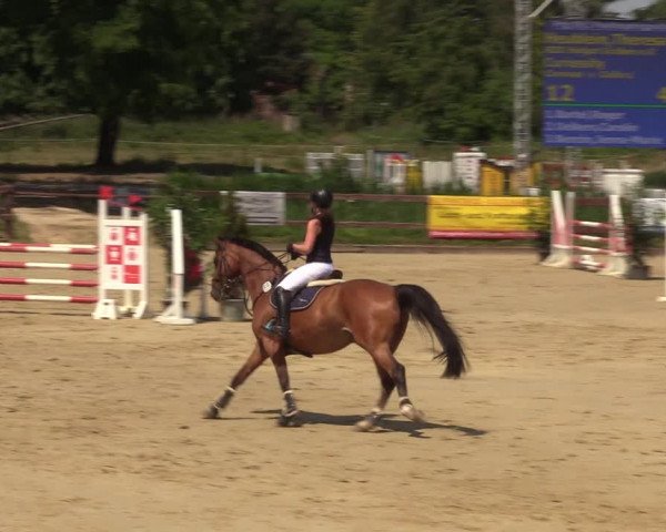 Reitturnier Schönfeld 2023