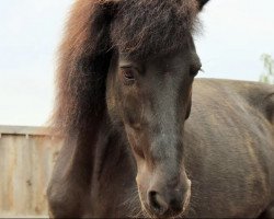 horse Kraka Von Ellenbach (Iceland Horse, 2005)