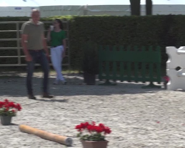 Hannoveraner Fohlenschau Euregio Aachen 2023