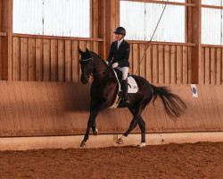 dressage horse Fabergé 26 (Oldenburg, 2018, from Franz Ferdinand)