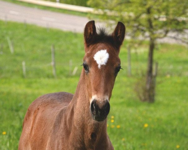 Pferd Diamantino N (Deutsches Sportpferd, 2023, von Diamantenglanz)
