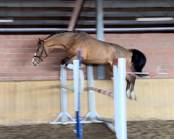 Pferd Never say Never (Westfale, 2020, von Numero Uno)