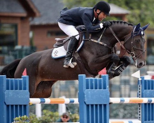 broodmare Betagravin (KWPN (Royal Dutch Sporthorse), 2006, from Quasimodo Z)