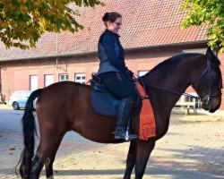 dressage horse First Flavour (Westphalian, 2000, from Favretto)