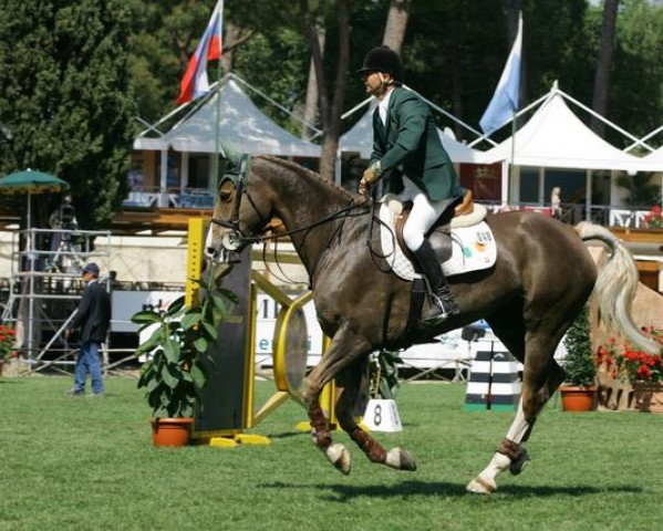 broodmare Ado Annie (Irish Sport Horse, 1993, from Errigal Flight)