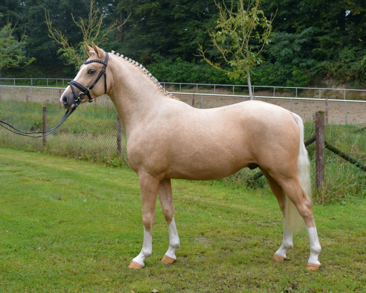 Deckhengst Depeche Mode 14 (Deutsches Reitpony, 2015, von Deinhard B)
