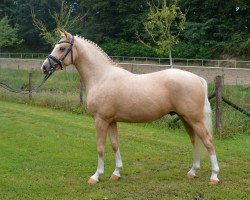 stallion Depeche Mode 14 (German Riding Pony, 2015, from Deinhard B)