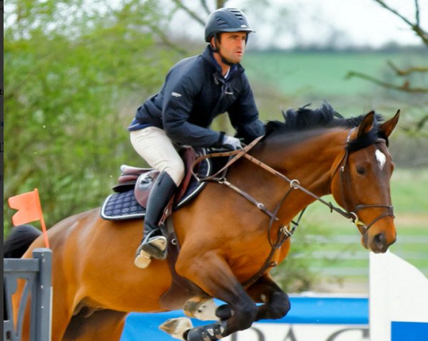 Deckhengst Game Changer Aiguilly (Selle Français, 2016, von Big Star)