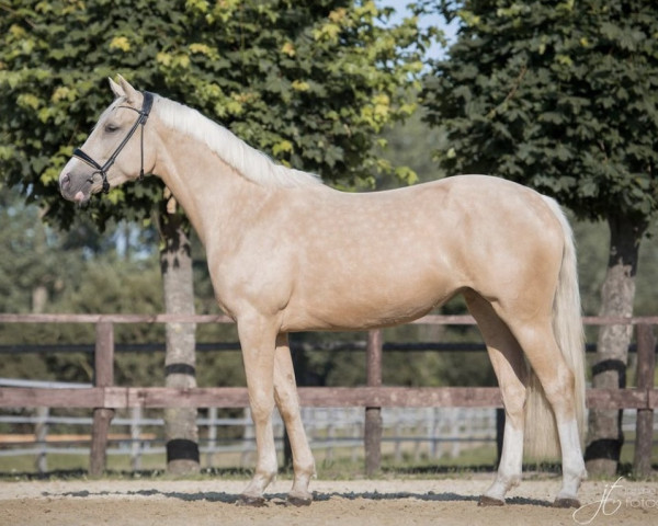 dressage horse Queenie Goldstein 2 (Westphalian, 2019, from Qaside Md)