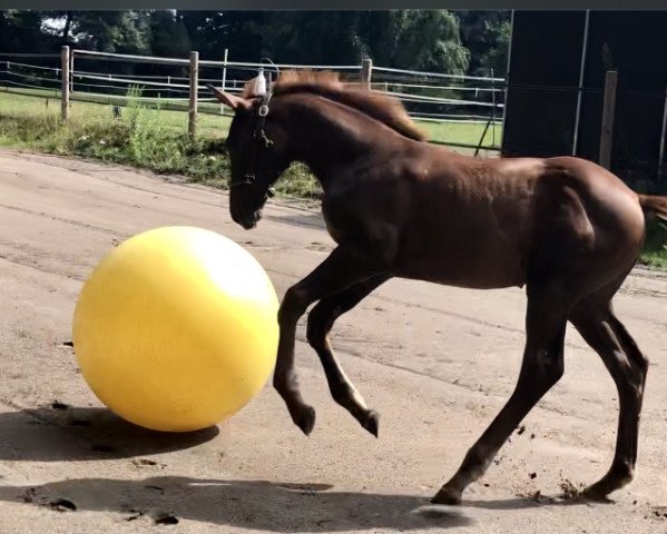 horse Delaney (Hanoverian, 2021, from Dimagico)