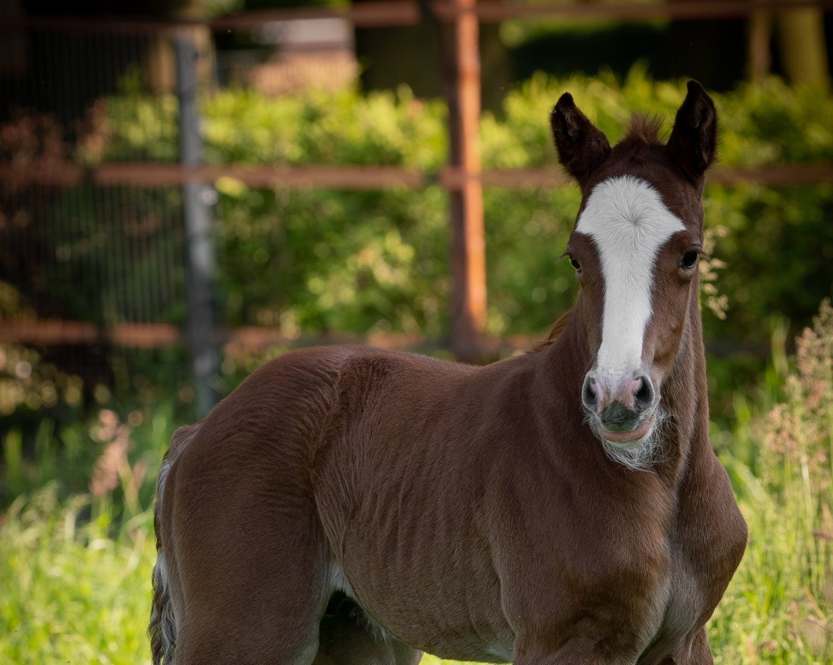 horse Centinel CE (Westphalian, 2023, from Caribis Z)