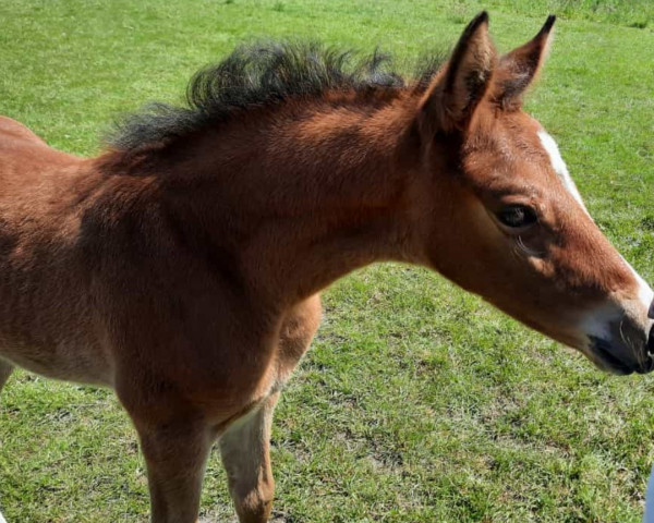 horse Cupid (German Riding Pony, 2023, from César 7)