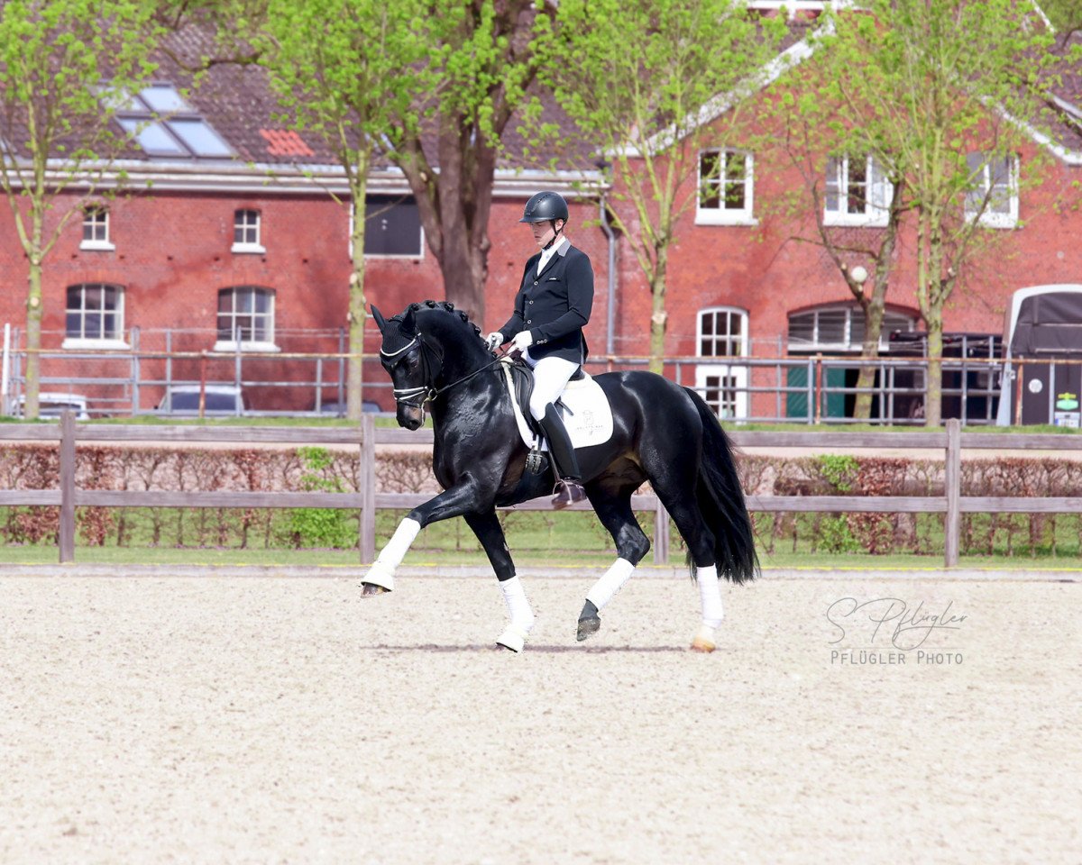stallion Fidano (Holsteiner, 2017, from Fidertanz)