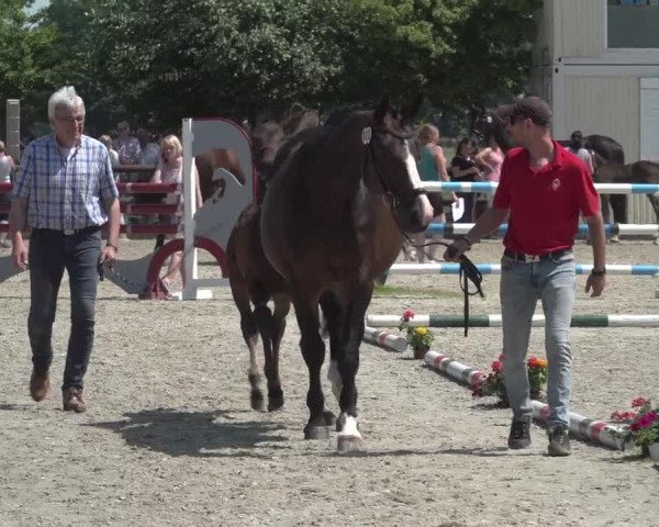 Westfälische Stuten- und Fohlenschau Kirchhellen-Feldhausen 2023