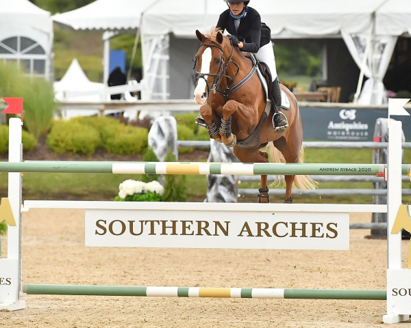 horse KEC Hampton (Irish Sport Horse, 2008, from Lancelot)