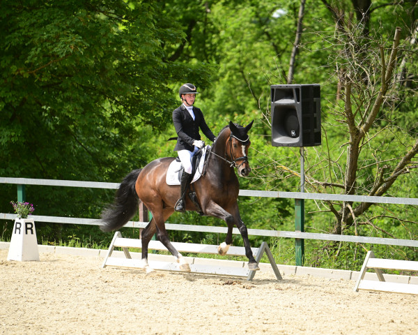 dressage horse Zoom on me (Westphalian, 2018, from Zoom)