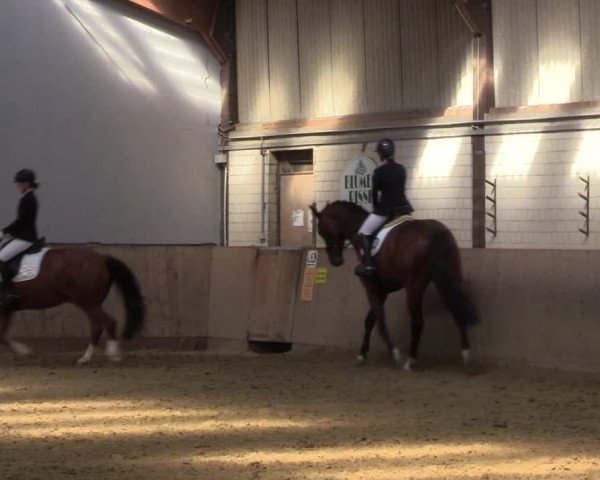 Reitturnier Dortmund-Somborn 2023