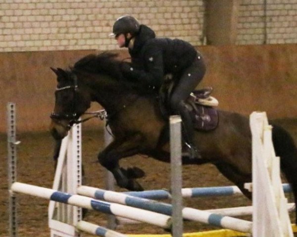 dressage horse Friedrichshof All - Ombre (German Riding Pony, 2013, from Allbrighton)