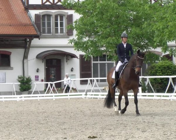 Reitturnier Avenches 2023