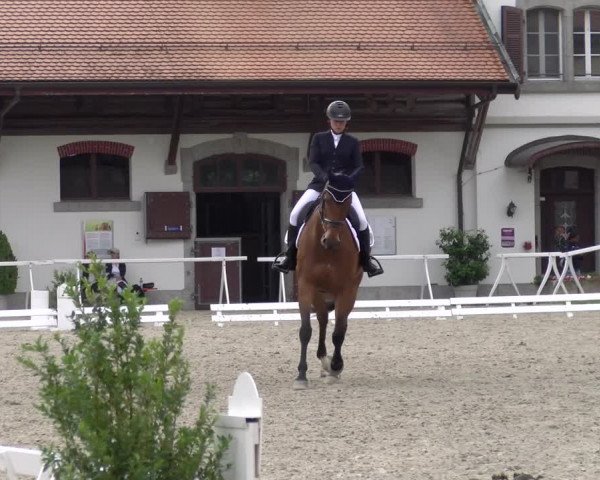 Reitturnier Avenches 2023
