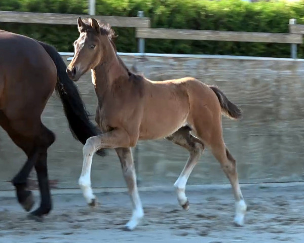 horse Hengst von Dynamic Dream / Vivaldi (Oldenburg, 2023, from Dynamic Dream)