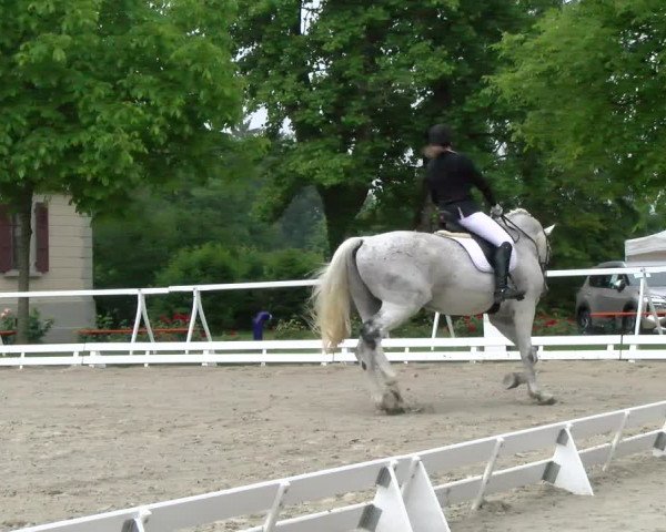 Reitturnier Avenches 2023