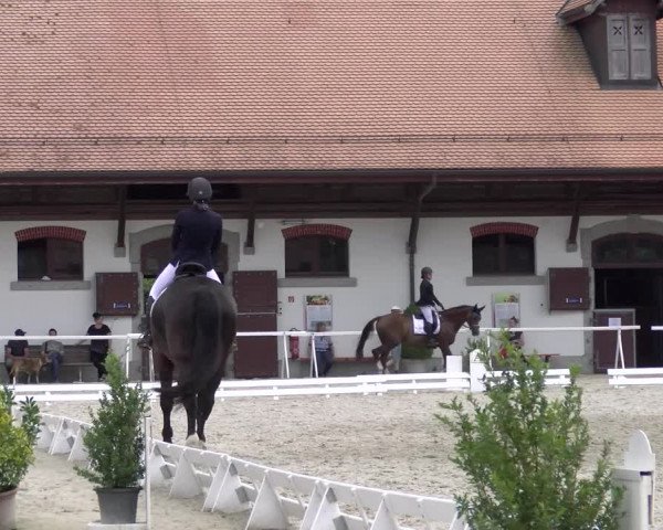 Reitturnier Avenches 2023