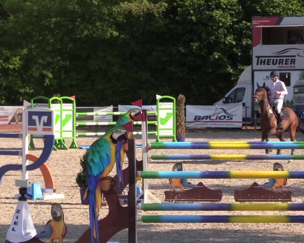 Reitturnier Großenwiehe 2023