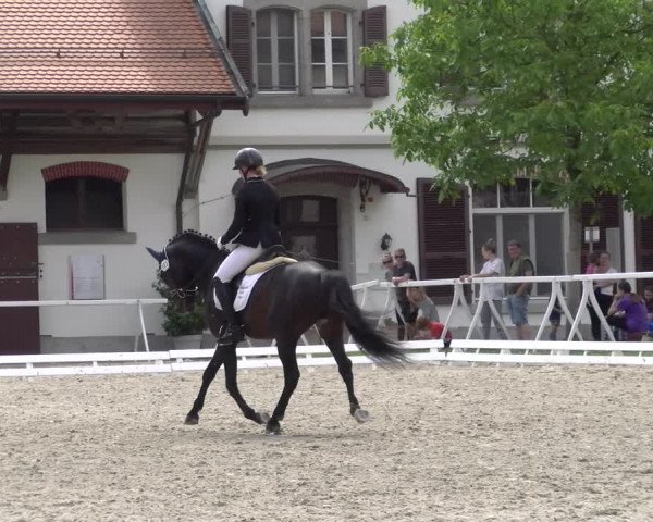 Reitturnier Avenches 2023