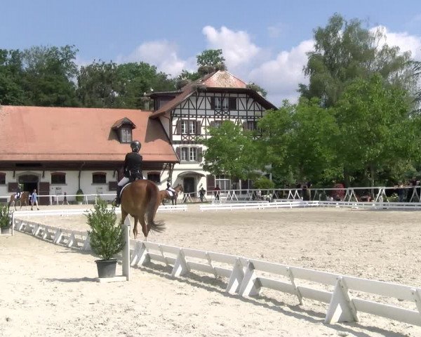 Reitturnier Avenches 2023