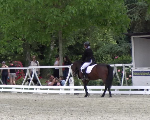 Reitturnier Avenches 2023