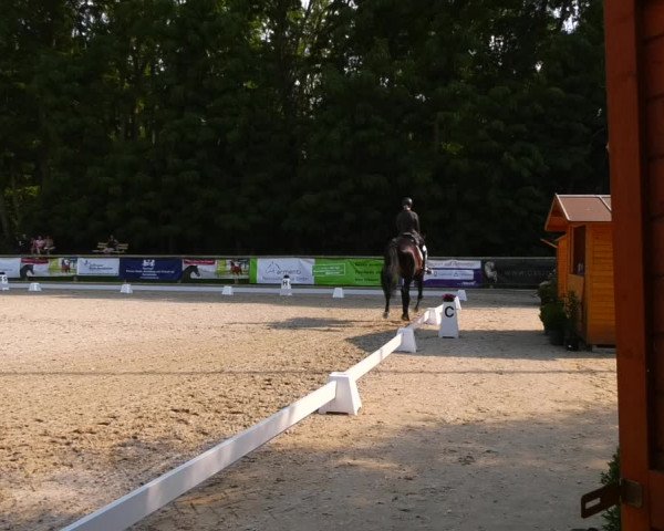 Reitturnier Ruhlsdorf 2023