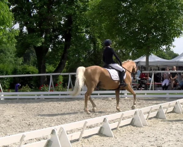 Reitturnier Avenches 2023