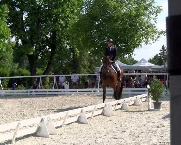 Reitturnier Avenches 2023