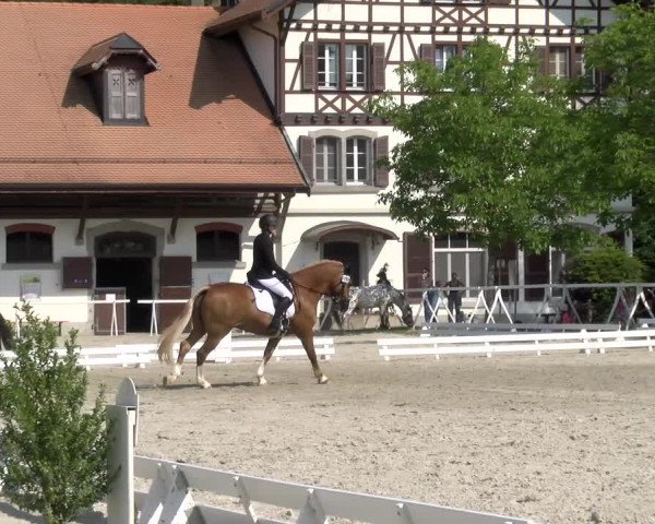 Reitturnier Avenches 2023